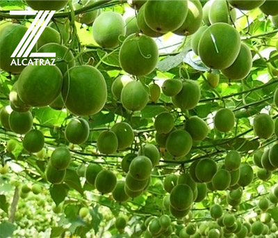 EXTRACTO CONCENTRADO DE FRUTA DEL MONJE (MONK FRUIT)