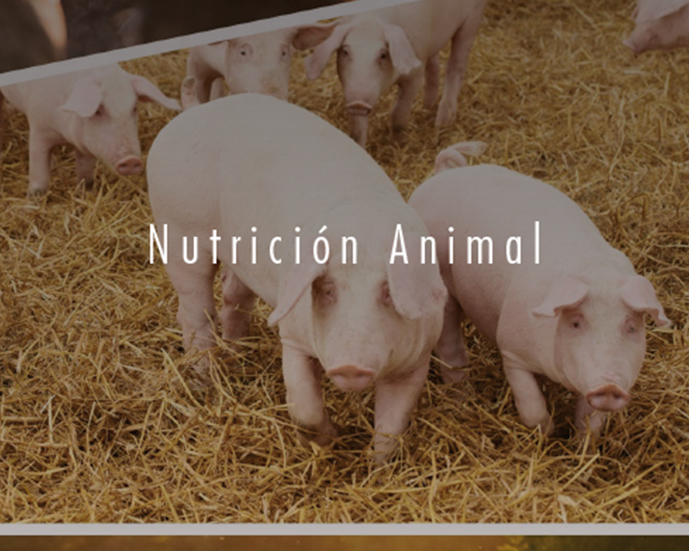 Nutrición Animal